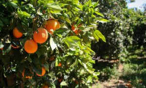 campo de naranjas valencia salud agricultor