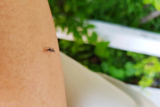 Reacciones a las picaduras de mosquito y cómo prevenirlas